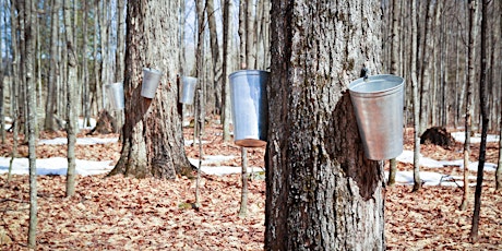 Immagine principale di Cabane à sucre 