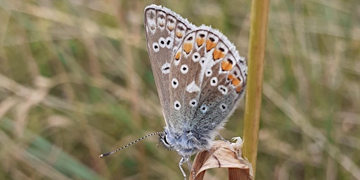 Imagem principal de Butterflies, Bumblebees & Day-flying Moths