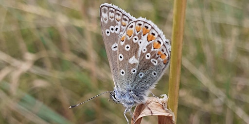 Imagem principal do evento Butterflies, Bumblebees & Day-flying Moths