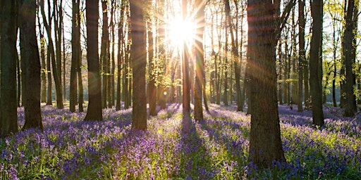 Imagem principal do evento Forest bathing in Bluebell Wood - letting nature heal us