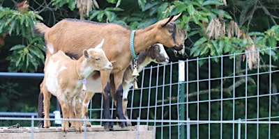 Imagen principal de Kidding Around: Baby Goat Hike (3 PM)