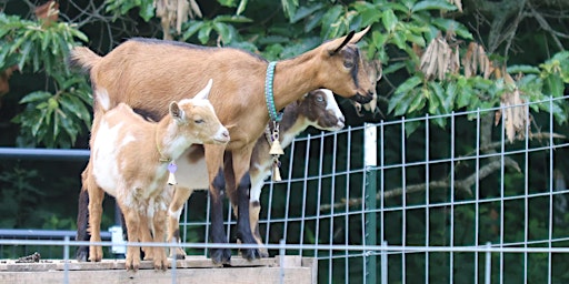 Primaire afbeelding van Kidding Around: Baby Goat Hike (3 PM)