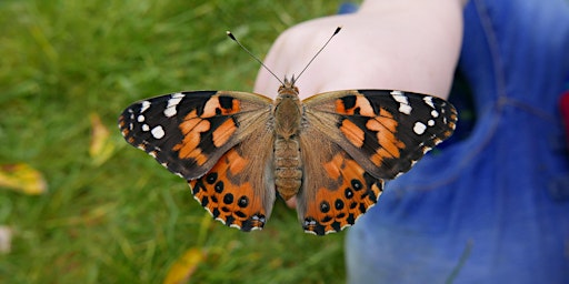 Imagem principal do evento Swanwick Lakes  Wildlife Tots:  Butterflies and Caterpillars!