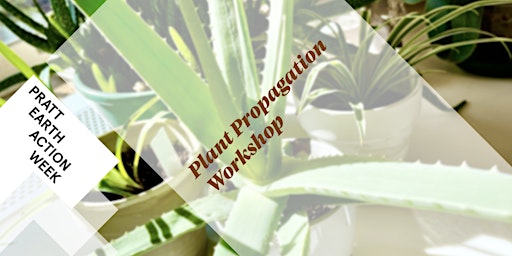 Imagem principal de Plant Propagation Workshop