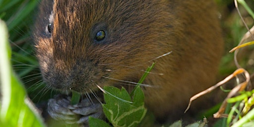 Immagine principale di Water Vole Recovery Project with BBOWT 