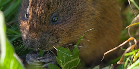 Water Vole Recovery Project with BBOWT