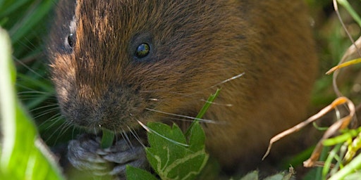 Water Vole Recovery Project with BBOWT  primärbild