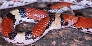 Imagen principal de Snake Science