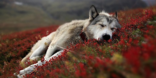 Imagem principal do evento Howling with Wolves