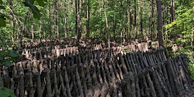 Shiitake Mushroom Log Workshop primary image