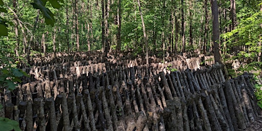 Image principale de Shiitake Mushroom Log Workshop