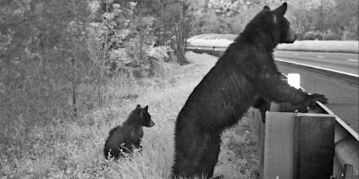 Immagine principale di Road Ecology and Wildlife Crossing 
