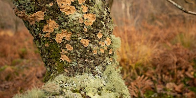 Imagen principal de Discover Lichen