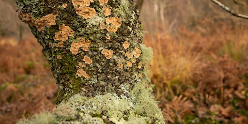 Hauptbild für Discover Lichen