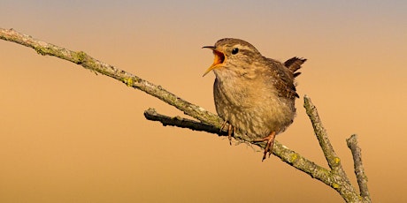 Hauptbild für Breakfast with the Birds - Coulsdon Common