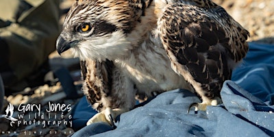 "My Osprey Experience" with wildlife photographer Gary Jones primary image