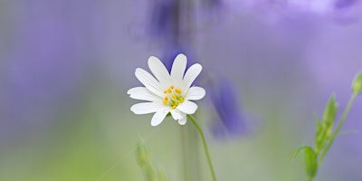 Imagen principal de Signs of Spring - Farthing Downs (New Hill)