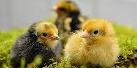 Poultry Education at Verona Farm & Fleet
