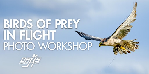 Primaire afbeelding van Photo Workshop: Birds of Prey - Raptors in Flight