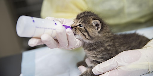 Hauptbild für Tiny Paws Workshop: Caring for Kitten Foster Babies