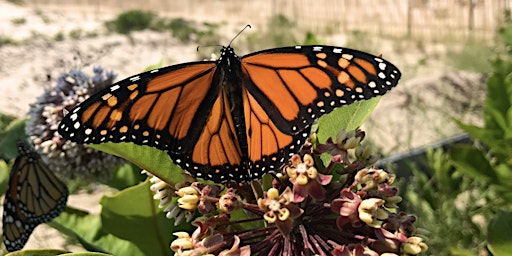 Earth Day - Blue Carbon Habitat Restoration primary image