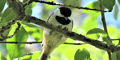 Beginner Bird Walk: Bethine Church River Trail