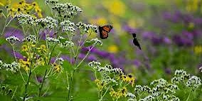 Hauptbild für Pollinator-Friendly Gardening with the Grey County Master Gardeners