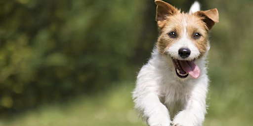 Pet Business Setup 10-Day Course primary image