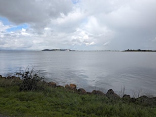 Forest Bathing by the Bay