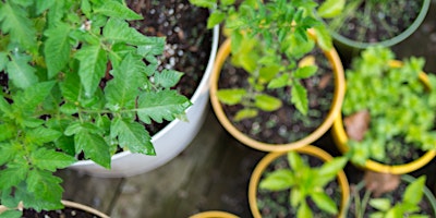 Workshop: How to grow vegetables in containers primary image