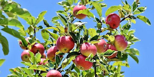 Immagine principale di Fruit Tree Pruning Workshop - Master Gardener Wasatch and Summit Counties 