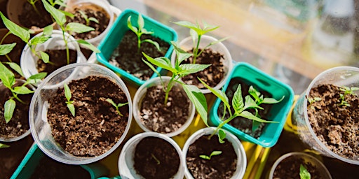 Hauptbild für Seed Starting - Master Gardener Wasatch and Summit Counties