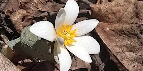 Early Spring Wildflower Walk