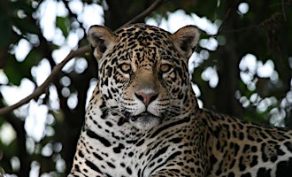 Imagen principal de Adventures in the Pantanal: Natural History through the Years