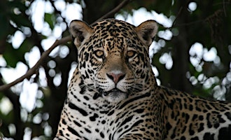 Primaire afbeelding van Adventures in the Pantanal: Natural History through the Years