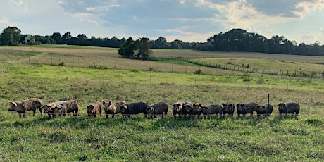 Pasture Walk at New Roots Farm