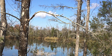 Ron Jones Paddle Trail  Chickasaw Creek, Alabama	Chickasha Bogue  Paddle