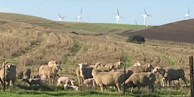 Hauptbild für McCormack Ranch Sheep Dog Trial