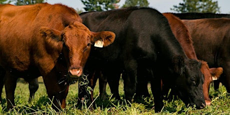 Pasture Walk at Hidden Waters Farm