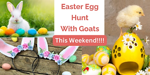 Imagen principal de Easter Egg Hunt with Goats this Weekend!