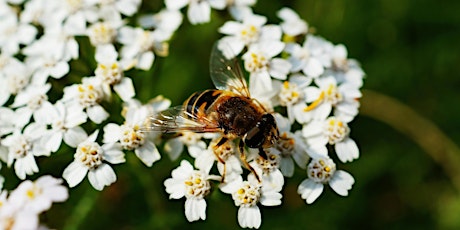 Hauptbild für Attracting Pollinators