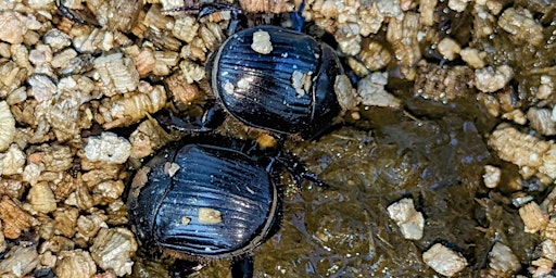 Maximising Dung Beetle benefits in the north  primärbild