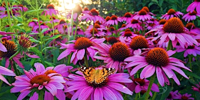 Hauptbild für Attracting Pollinators