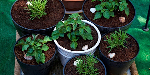 Image principale de Container Planting