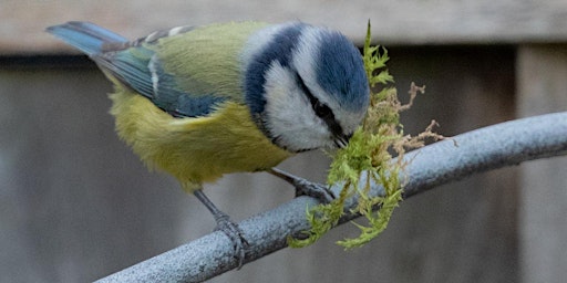 Imagem principal do evento Gardening for Birds with Detroit Bird Alliance