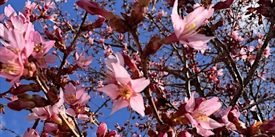 Hauptbild für Somatic Sunset Nature Walk @ the Arb: Noticing Signs of Spring