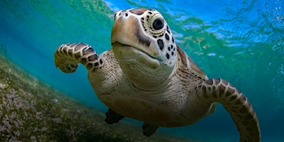 Imagem principal de NaturallyGC Kids-Life of Marine Turtles