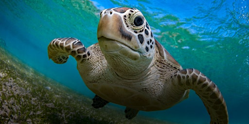 Imagem principal do evento NaturallyGC Kids-Life of Marine Turtles