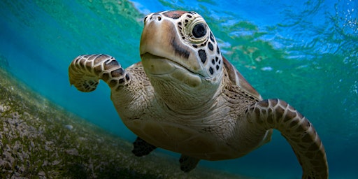 NaturallyGC Kids-Life of Marine Turtles primary image