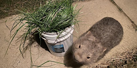 Wombat Carer Course for Beginners (virtual)